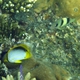 Blackback Butterflyfish