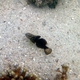White-barred Goby