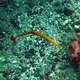 Orange-banded Pipefish