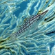 Longnose Hawkfish