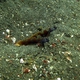 Wide-barred Shrimpgoby