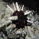 Imperial Sea Urchin