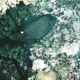 Honeycomb Filefish