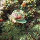 Variable Thorny Oyster