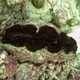 Necklace Giant Clam