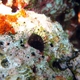 Needle-spined Sea Urchin