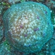 Caplike Mushroom Coral