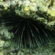Needle-spined Sea Urchin