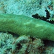 Slug-like Mushroom Coral