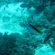 Barrier Reef Chromis