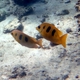 Three-blotched Rabbitfish