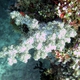 Corals of Maldives to be indentified
