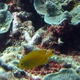 Yellow Pygmy Angelfish