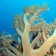 Smooth Tree Coral