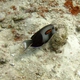Orangeband Surgeonfish