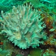 Antler Coral