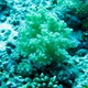 Corals of Maldives to be indentified