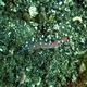 Much-desired Flabellina
