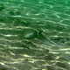 Yellowfin Surgeonfish (Juvenile)