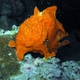 Spotfin Frogfish