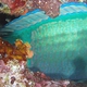 Bridled Parrotfish
