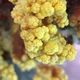 Flower Tree Coral