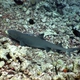 Grey Reef Shark (juvenile)