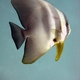 Longfin Spadefish