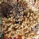 Cylinder Coral