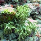 Yellow Naked Soft Coral