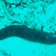 Edible Sea Cucumber