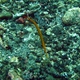 Yellow-banded Pipefish