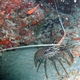 Stripe-legged Spiny Lobster