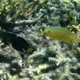 Butterfly Goby