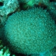 Lichtensteins Coral