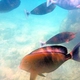 Roundspot Surgeonfish