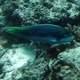 Violet-lined Parrotfish