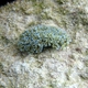 Lettuce Sea Slug