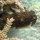 Australian Giant Cuttlefish