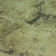 Half-barred Goby