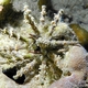 Whorl-spined Urchin