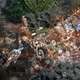 Mozambique Scorpionfish 