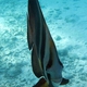 Longfin Spadefish