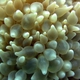 Lichtensteins Coral