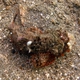 Poss's Scorpionfish