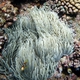 Bald-tipped Coral