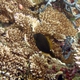 Honeycomb Filefish