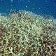 Australia corals etc to be identified