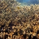 Corals of Australia to be identified