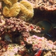 Blackbar Filefish